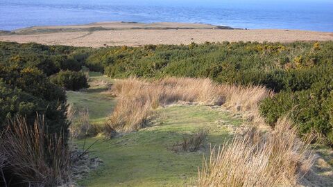 View along a grassy path through gorse bushes towards the sea.