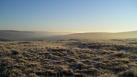 Landscape view of a peatland covered in tussocks of grass.