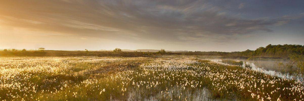 IUCN UK Peatland Programme IUCN UK Peatland Programme