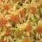 Close up of yellow and red blunt-leaved bog-moss
