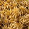 Close-up of golden brown Sphagnum papillosum