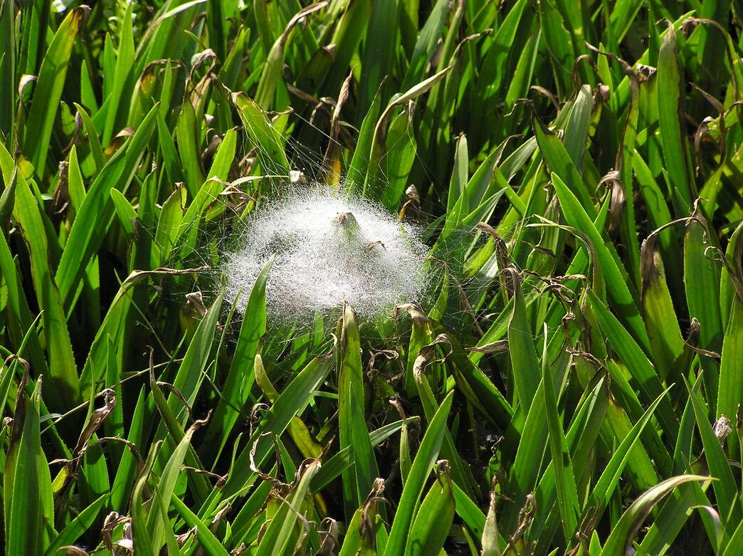 Species showcase: Fen raft spider | IUCN UK Peatland Programme