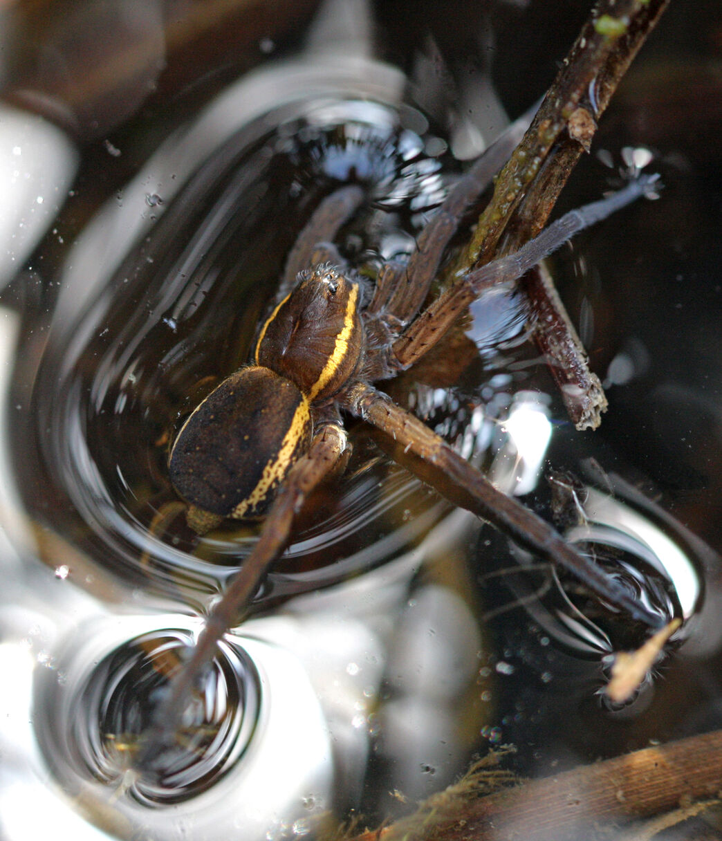 Species showcase: Fen raft spider | IUCN UK Peatland Programme