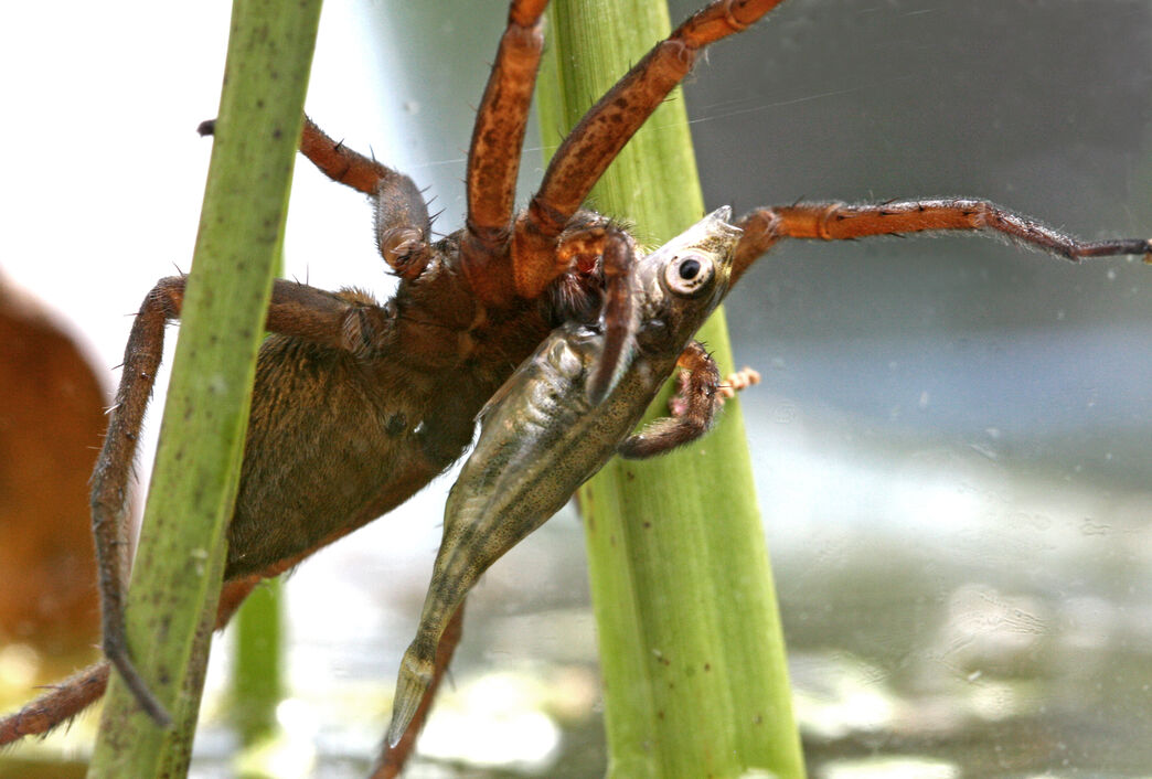 Species showcase: Fen raft spider | IUCN UK Peatland Programme