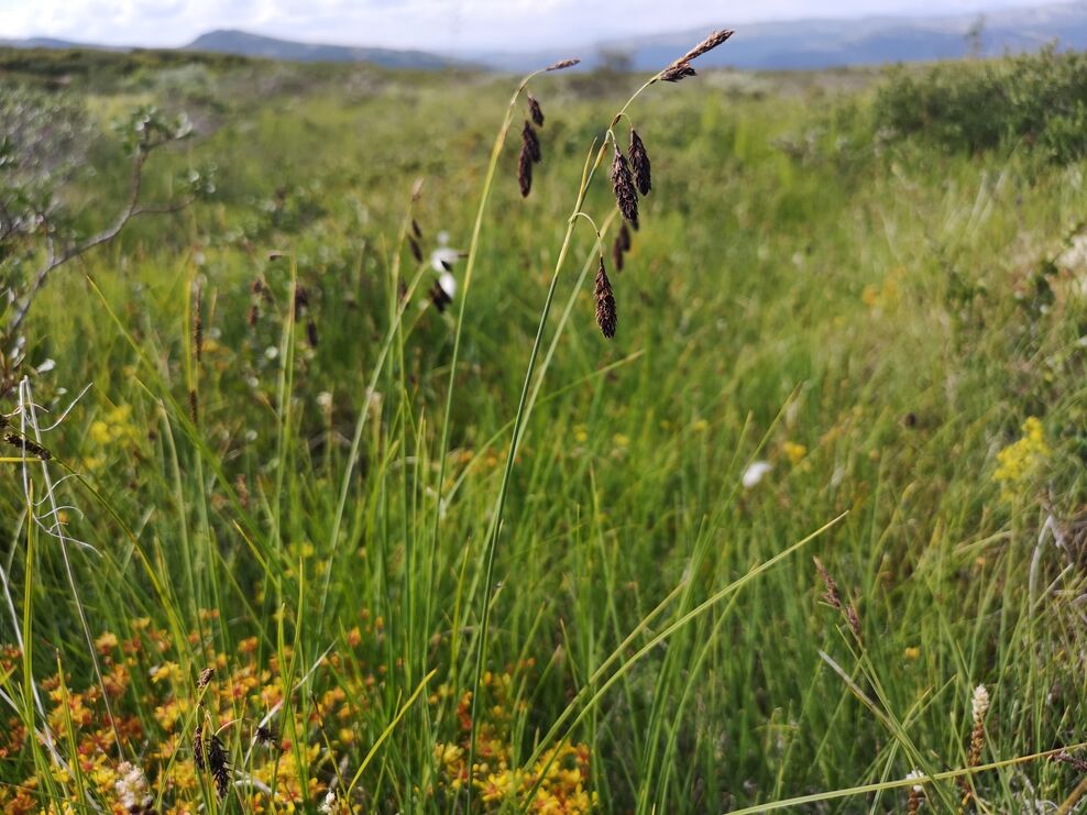 Upland flushes, fens and swamps | IUCN UK Peatland Programme