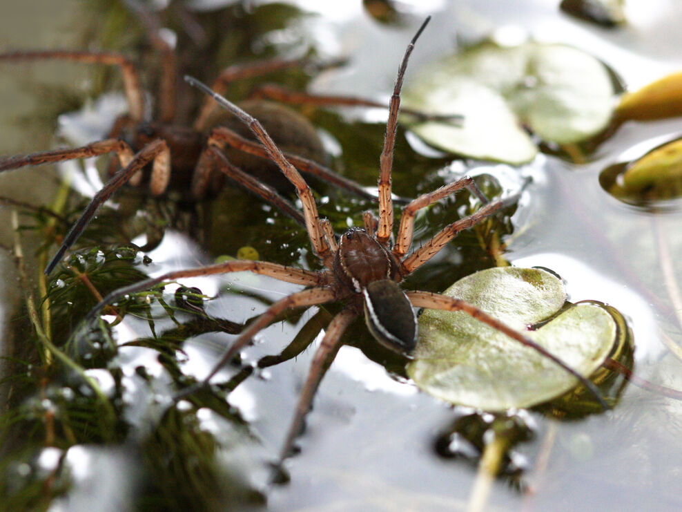 Species showcase: Fen raft spider | IUCN UK Peatland Programme