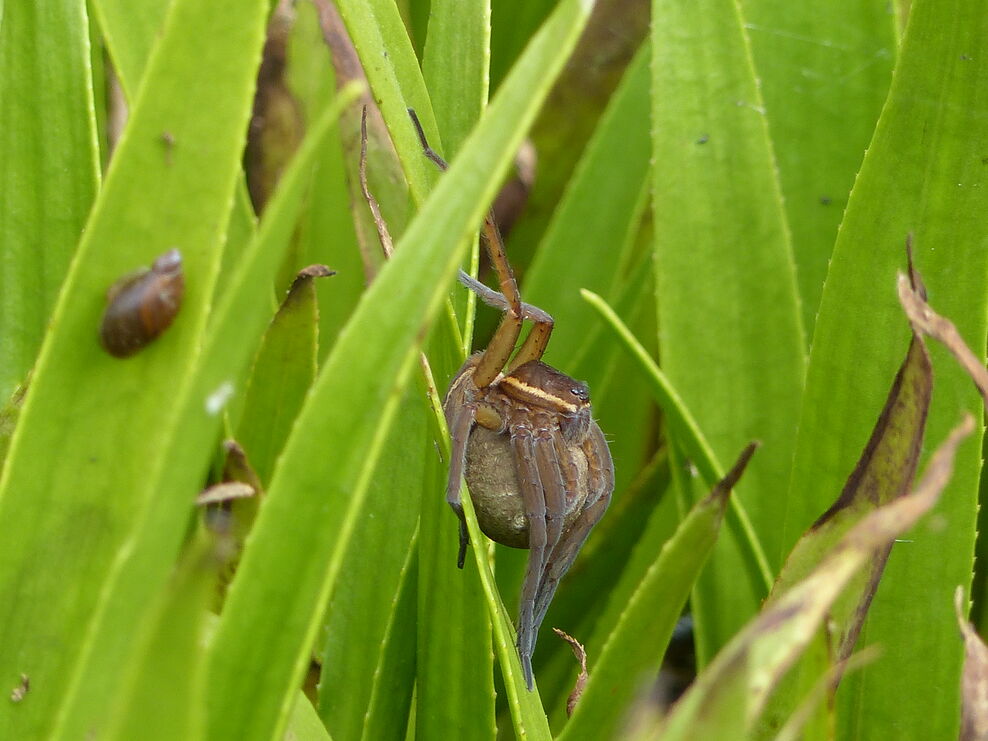 Species showcase: Fen raft spider | IUCN UK Peatland Programme
