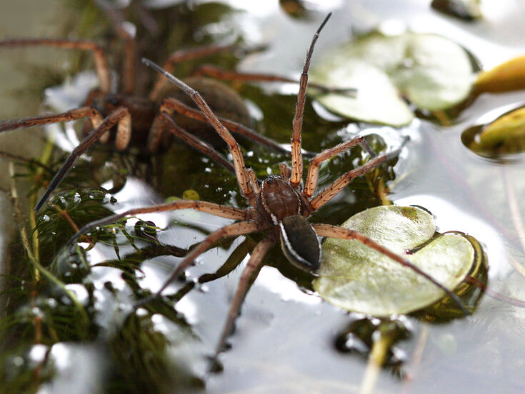 Species showcase: Fen raft spider | IUCN UK Peatland Programme