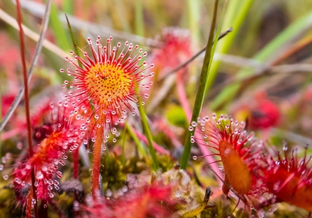 Red and yellow sundew against green vegetation