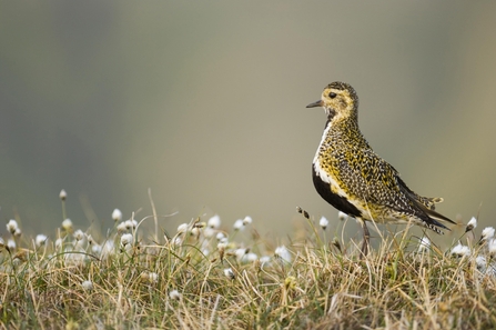 A Golden Plover stands to the right of the image on top of peatlands