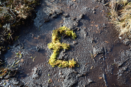 Pound sign made out of sphagnum moss
