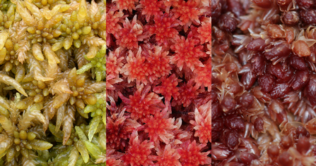 Three types of sphagnum moss - green, red and purple