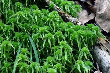 Close up of green sphagnum moss amongst dead wood and leaves