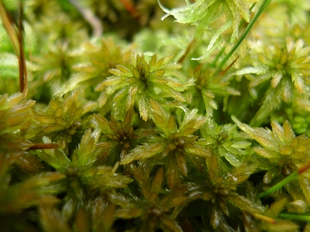 Close up of green sphagnum moss