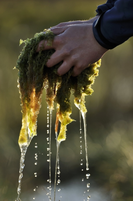 Two hands squeezing water out of sphagnum moss