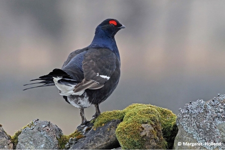 Black grouse standing on a dry stone wall.