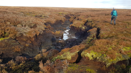 A person walks past an eroding gully on brown coloured peatland