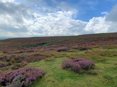 Heather in flower at Cuthbert’s Moor nature reserve