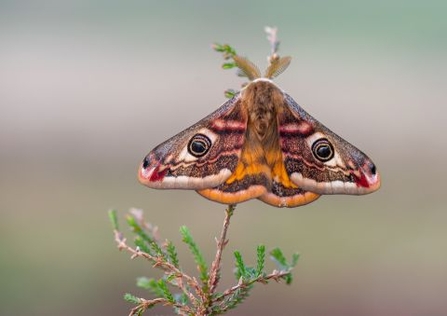 Emperor moth on crossed-leaved heath. A fluffy, grey-brown, with large feathery antennae and big peacock-like eyespots on all four wings and pinky-red markings at the wingtips.