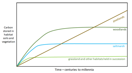Figure 1.2 Conceptual model of habitat trajectory towards carbon stock equilibrium. Taken from Natural England report Carbon Storage and Sequestration by Habitat 2021 (NERR094)