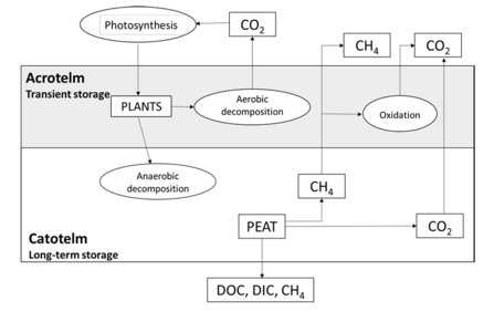 Figure 4.1 The peatland carbon cycle (adapted from McLaughlin 2004). Taken from Natural England report Carbon Storage and Sequestration by Habitat 2021 (NERR094)