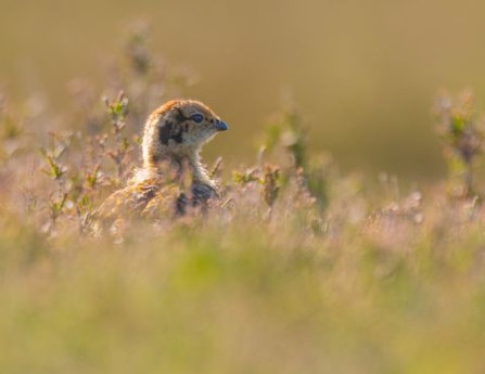 Red grouse chick hiding among heather.