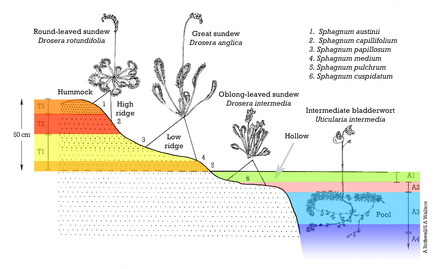 A diagram showing different vertical zones on a bog with associated carnivorous plants