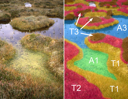 View of bog surface (left) with vertical microtopographic zones coloured (right)