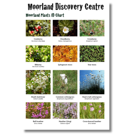 Moors for the Future plant ID chart