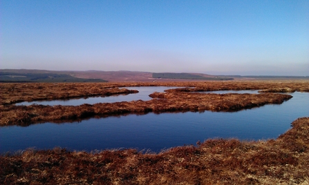 Bog pools