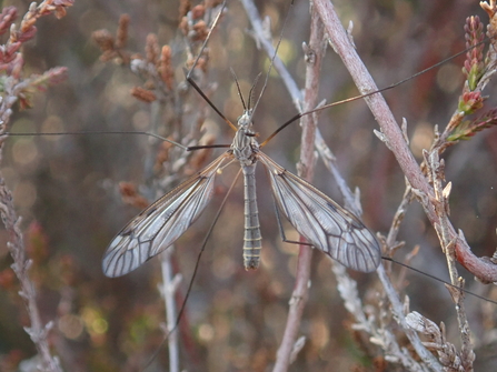 Cranefly