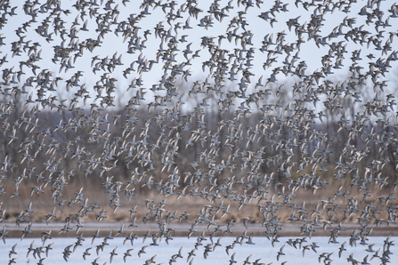 A large flock of dunlin in flight
