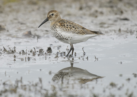 Dunlin in winter plumage in shallow water