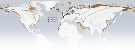 Dunlin migration map
