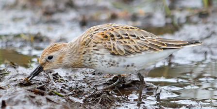 A dunlin probing the mud for invertebrates