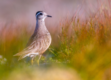 A dotterel standing with a faded background of vegetation