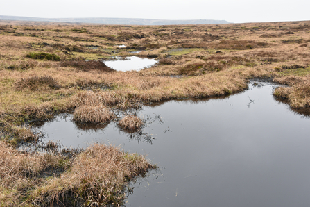 Heather bale dam at RSPB Dove Stone
