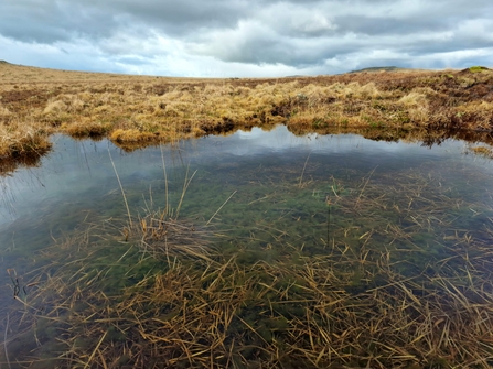 A bog pool in Dartmoor