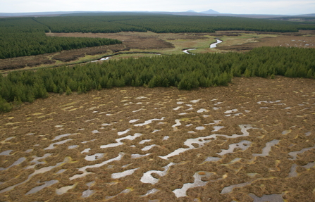 Peatland aforestation