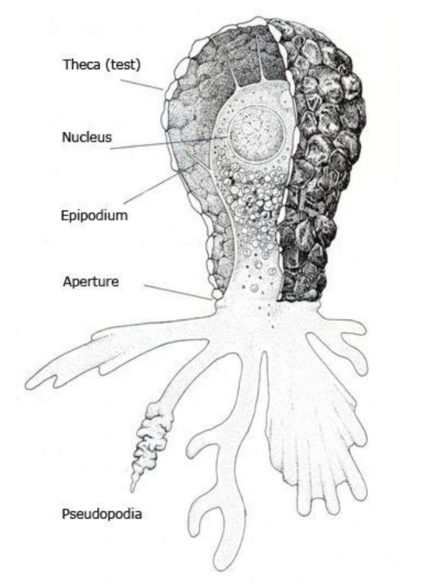 A cross section of a Difflugia testate amoebae
