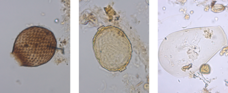 Three fossil testate amoebae as seen under a light microscope