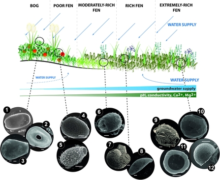 Examples of various species of testate amoebae and the habitats they occupy in peatlands.