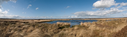 Wide-open sky and bog pools at Whixall Moss.