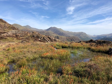 Bog asphodel in the foreground with mountains in the background