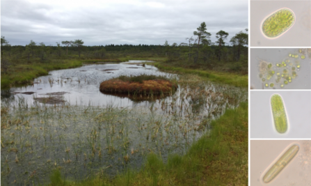 Examples of phototrophic microbes.