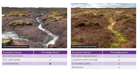Pre post restoration of a peatland gully