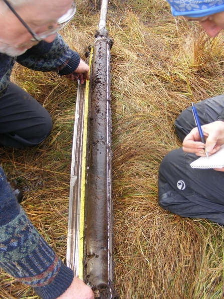 Measuring a peat core