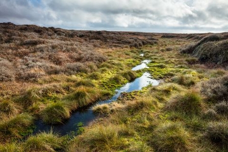 Peatland landscape with linear bog pools and bog plants