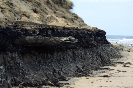 Subfossil remains of a tree protruding from eroding coastal peat