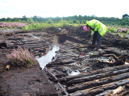 Neolithic timber trackway made of Scots pine on Hatfield Moors